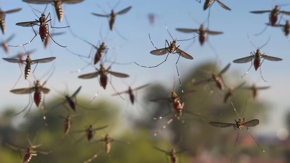 Fiebre de Oropouche: enfermedad similar al dengue se propaga por Sudamérica