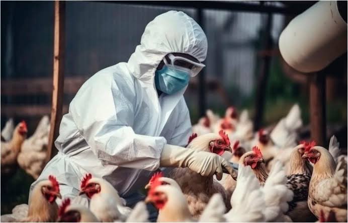 OMS confirma el fallecimiento del primer caso humano por gripe aviar en México
