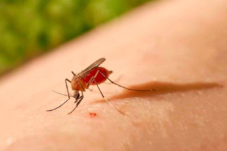Avance de la fiebre oropouche preocupa en la región: Paraguay sigue en vigilancia