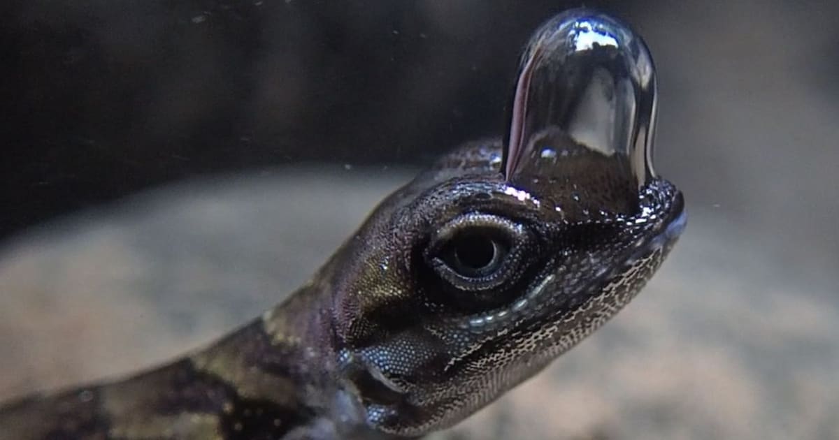 El lagarto buceador y su peculiar estrategia para defenderse de los depredadores