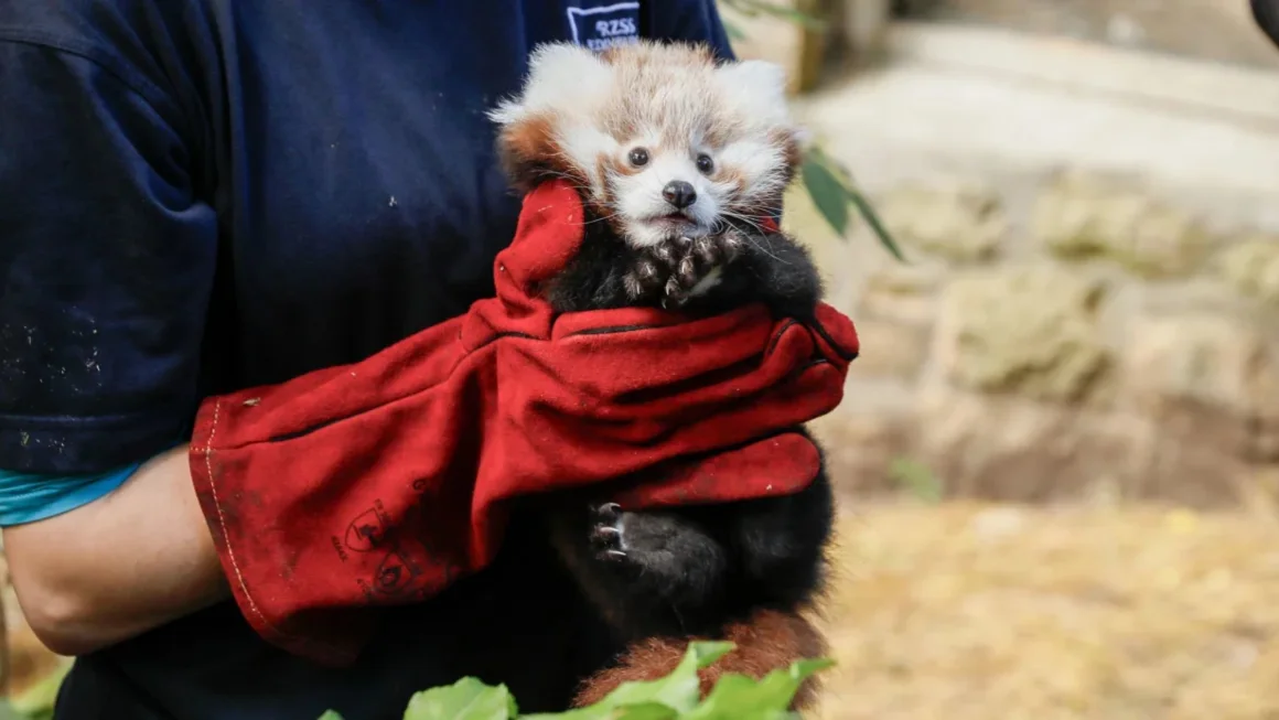 Muere un bebé panda rojo por el estrés causado por fuegos artificiales