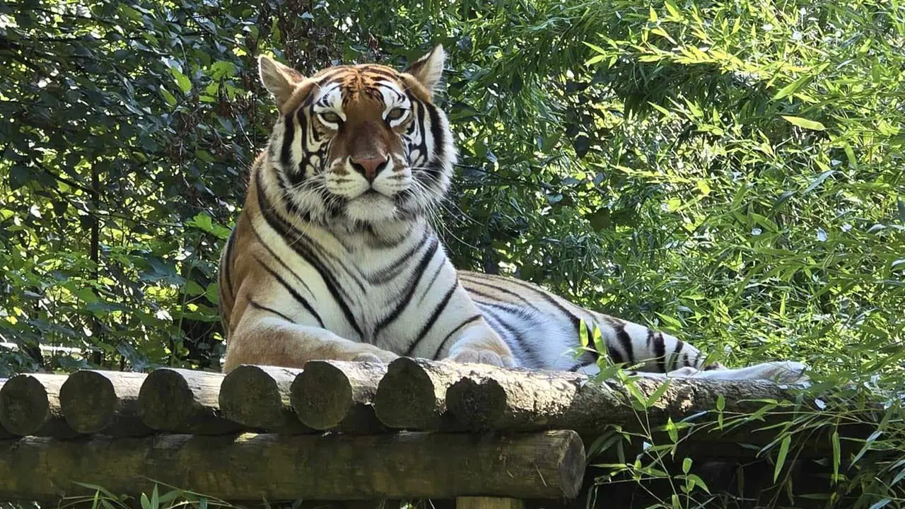 La gripe aviar devastó un santuario de grandes felinos en Estados Unidos
