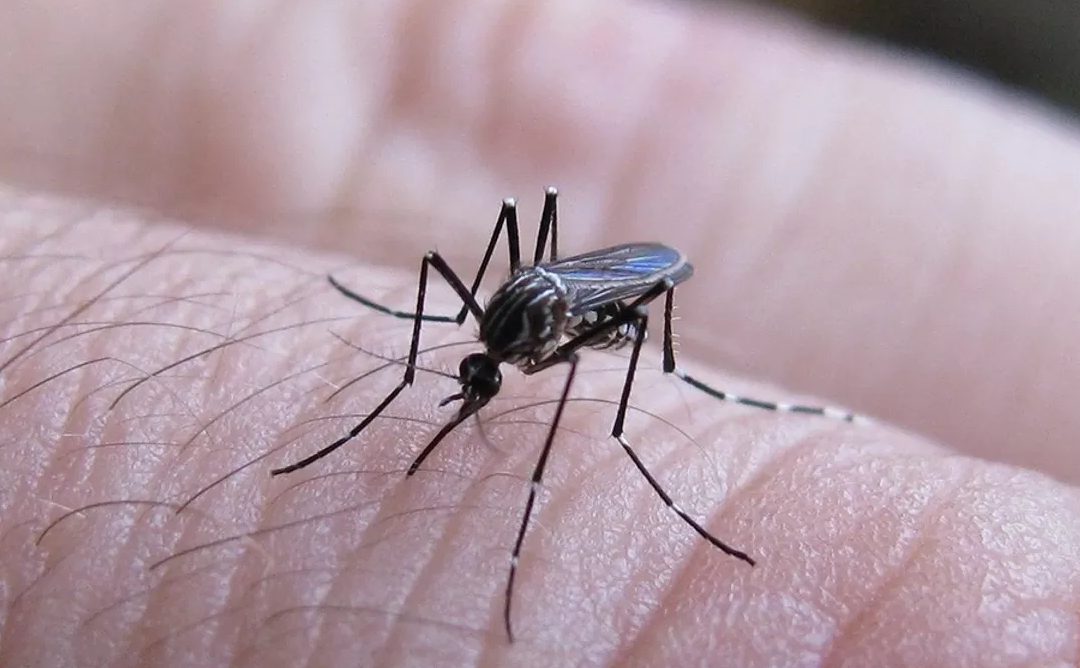 Consultas por cuadros febriles asociados al dengue en aumento, según el IPS