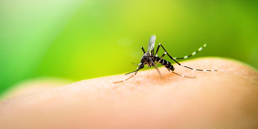 Confirman 4 nuevos casos positivos de dengue en IPS