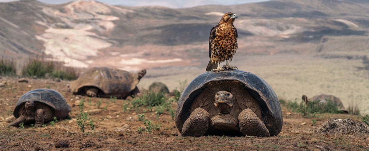 Cuatro crías de tortugas gigantes de Galápagos en peligro de extinción llegan al mundo