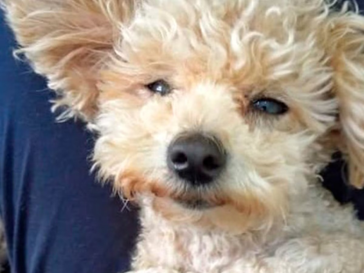 El caniche al que iban a sacrificar porque no caminaba y el amor de un pueblo para salvarlo