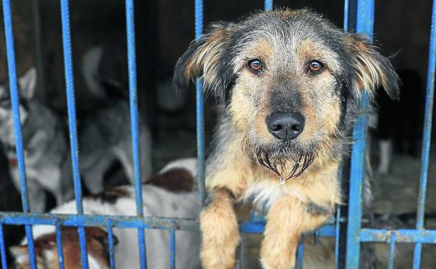 El abandono de mascotas se dispara en el Reino Unido debido a la inflación