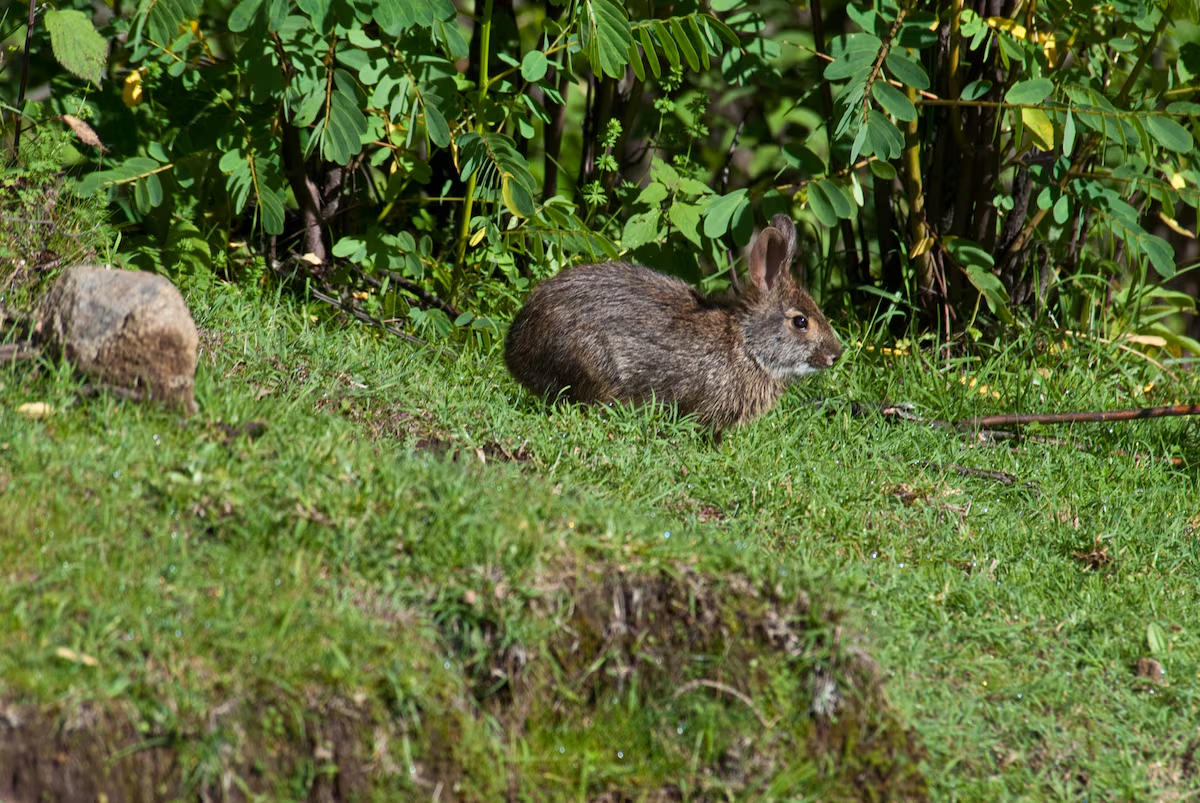 El conejo de Omiltemi reaparece en México tras más de un siglo de ausencia