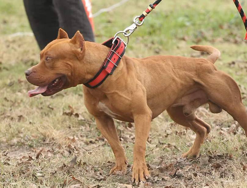 Ataque de perro deja una víctima fatal en Mariano Roque Alonso