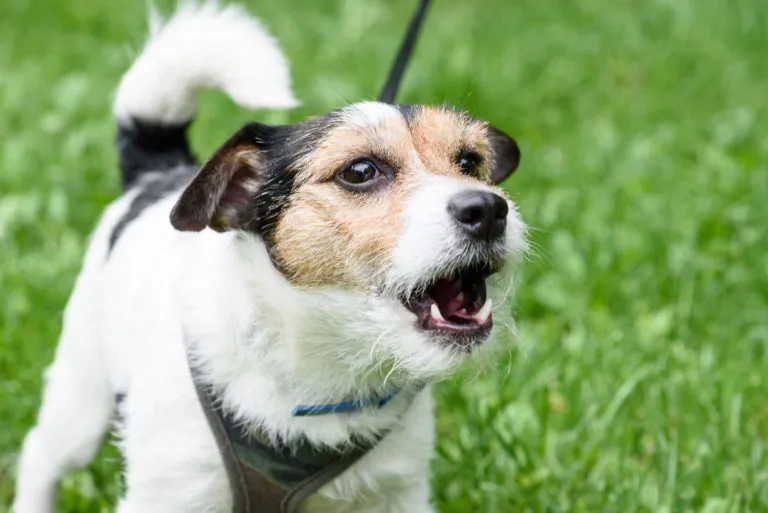 ¿Por qué los perros ladran solo a algunas personas?