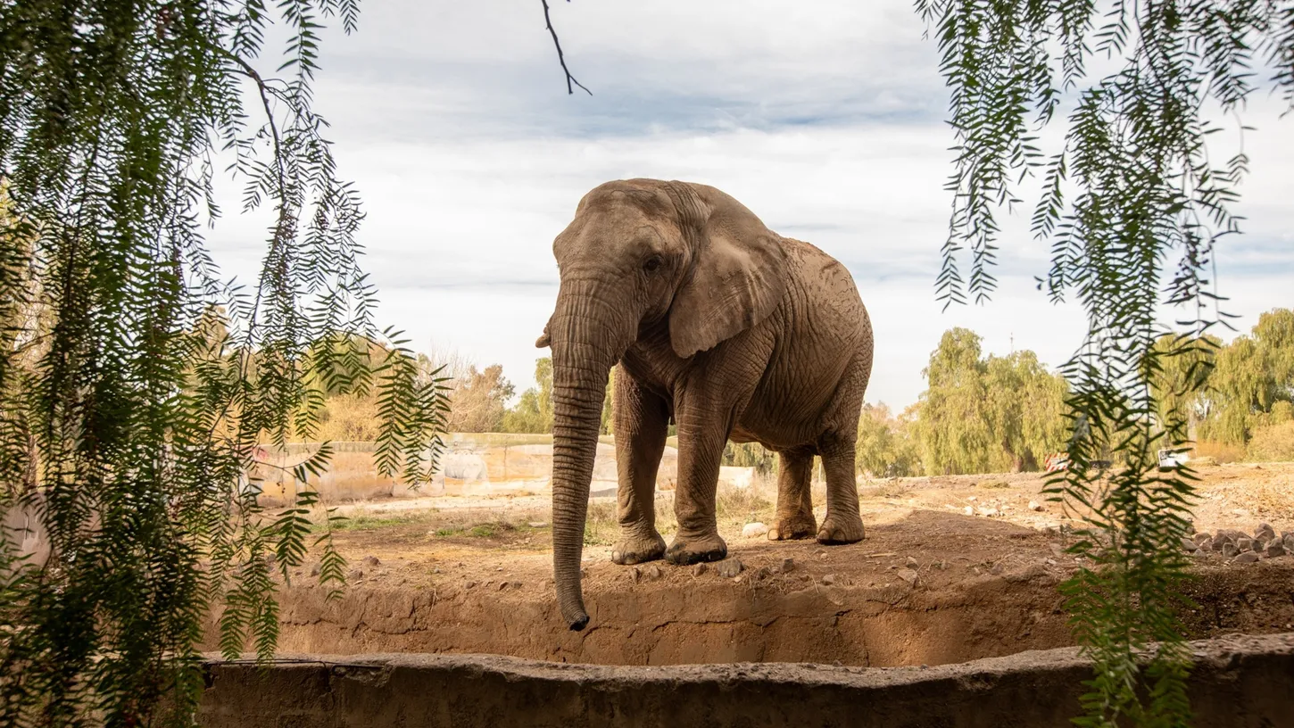 Tras 40 años en cautiverio: la conmovedora llegada de la última elefante argentina a Brasil