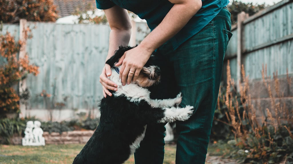 ¿Por qué los perros saltan de alegría al ver a sus dueños?