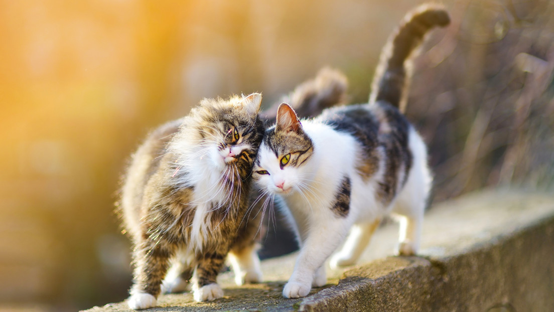 Tribunal en Turquía ordena pagar pensión para gatos tras un divorcio