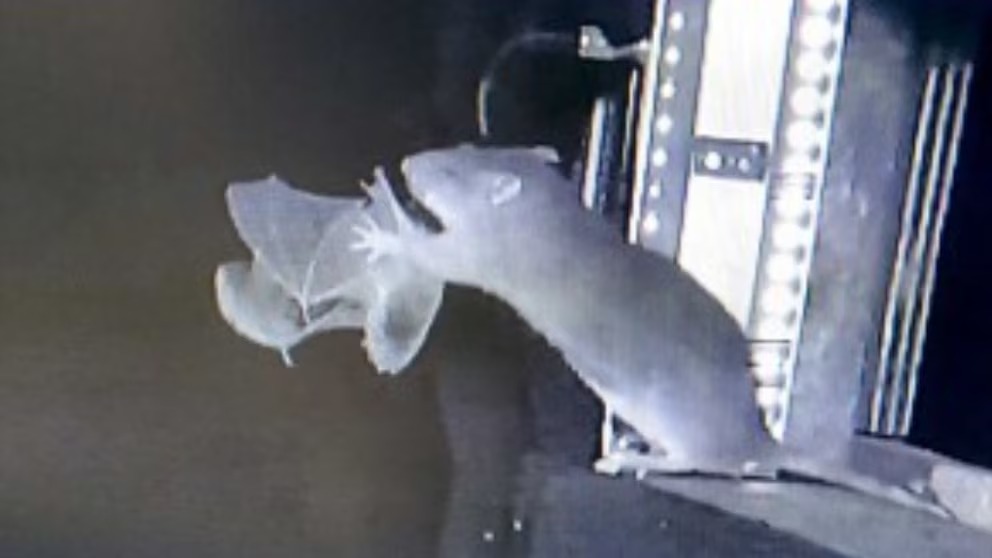 Ratas pardas cazan murciélagos en pleno vuelo por primera vez en Alemania