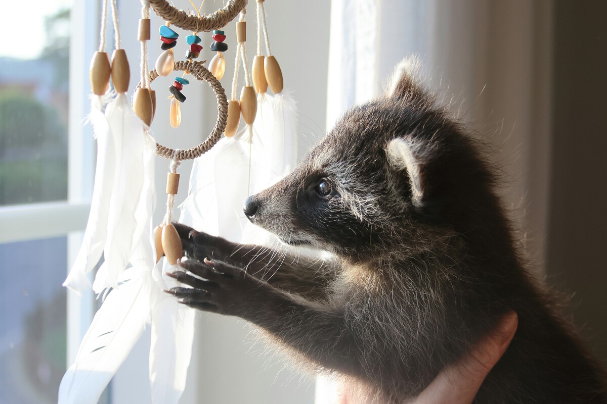 Estudio revela domesticación de los mapaches