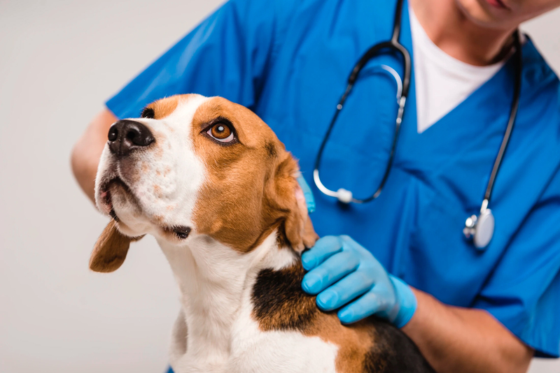 Faltó al trabajo para cuidar a su perro y fue despedida: un juez anuló la decisión de la empresa