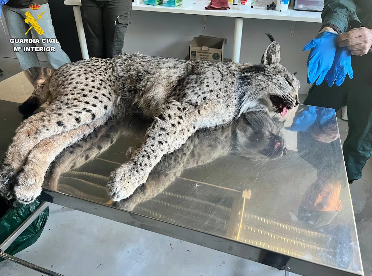 Un lince ibérico muere atropellado por primera vez en una carretera de la Comunidad de Madrid