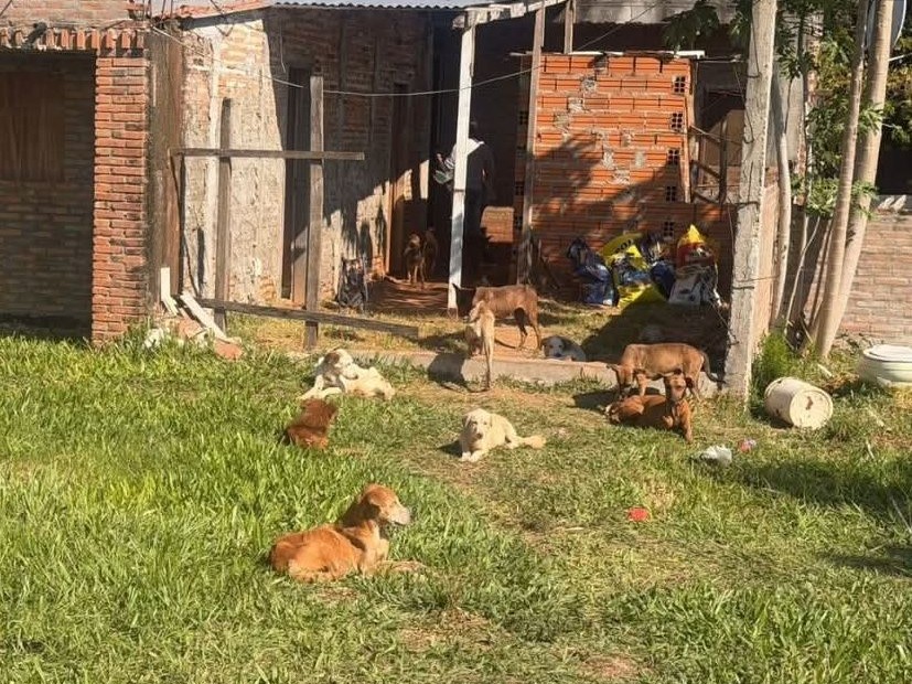 Ypané: Hallaron 47 perros en condiciones precarias y Fiscalía solicitó prisión preventiva
