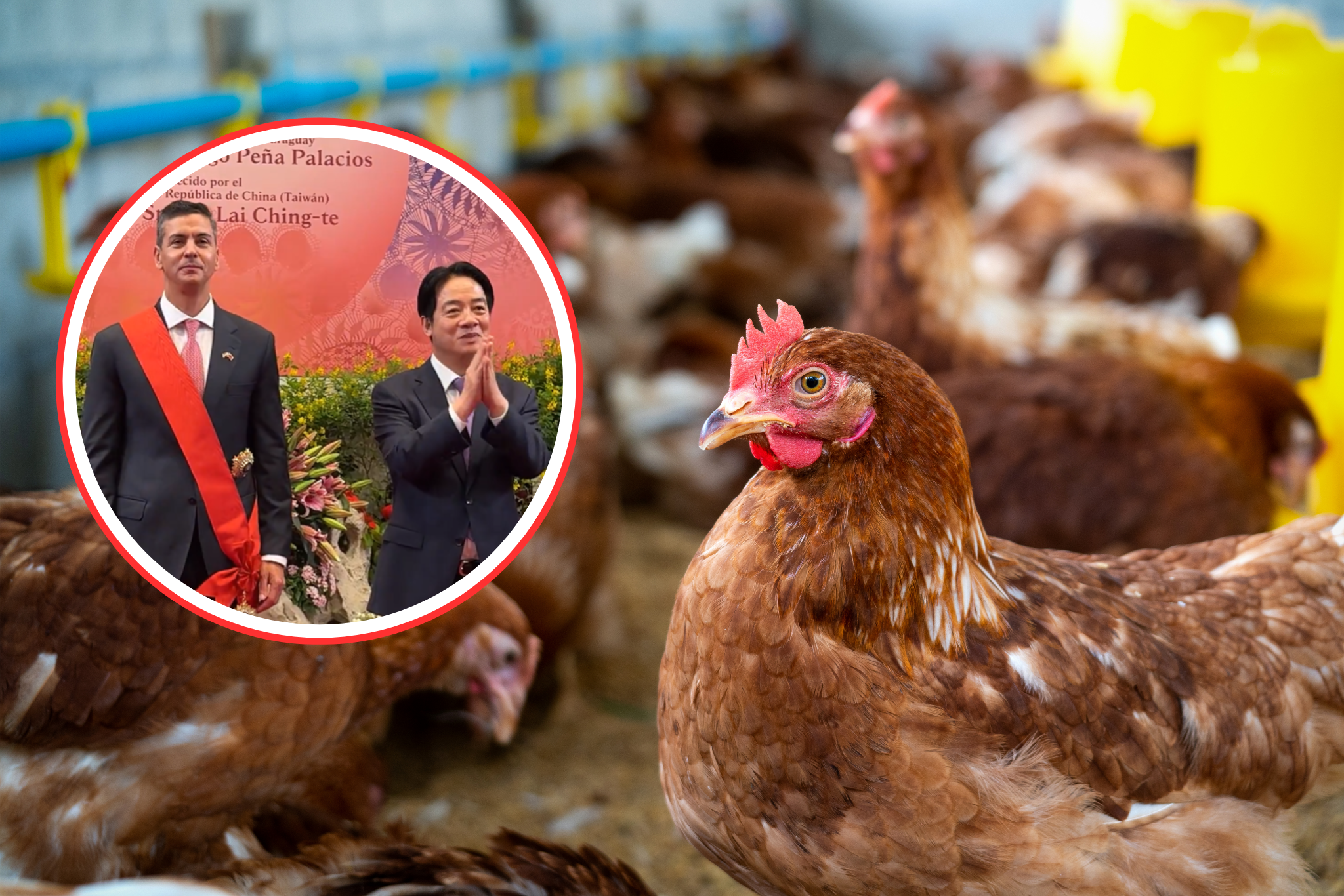 Taiwán abre su mercado a la carne aviar paraguaya